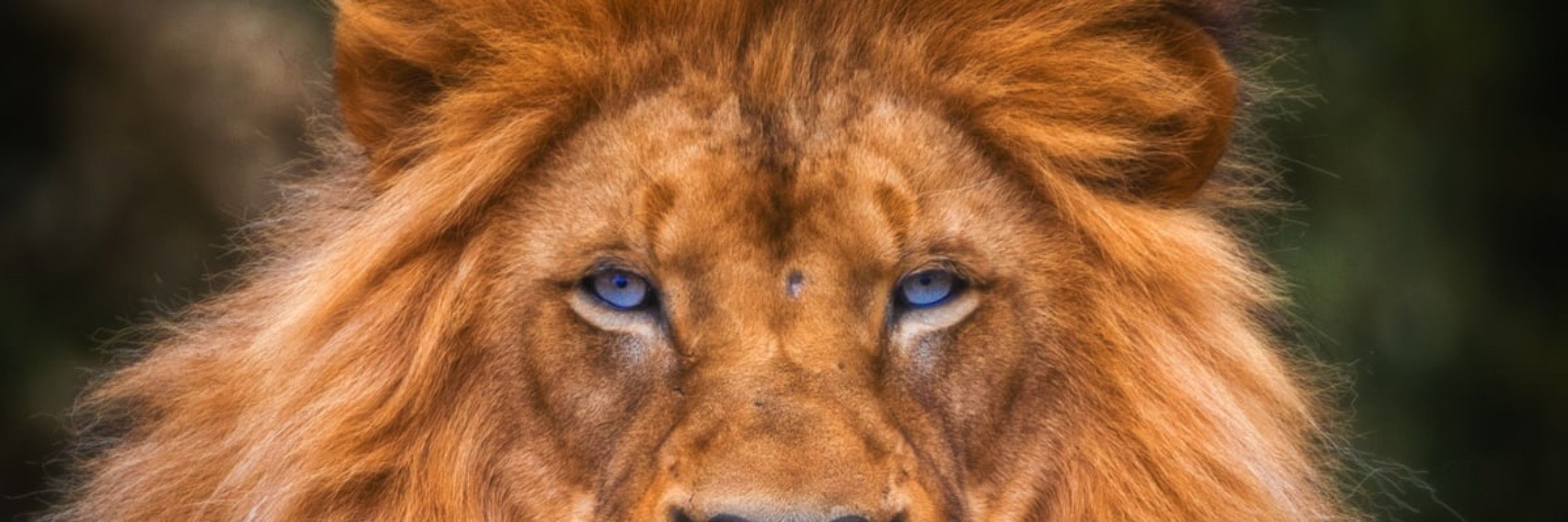 امیرحسین🫅🦁