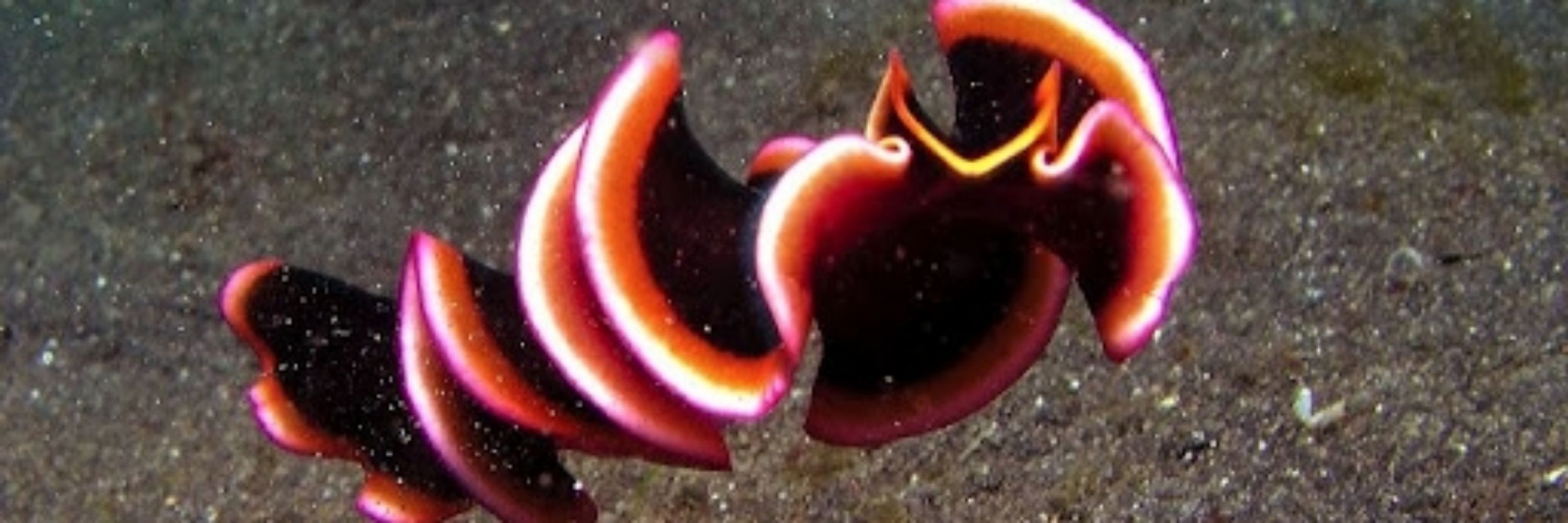 Flatworm Friday
