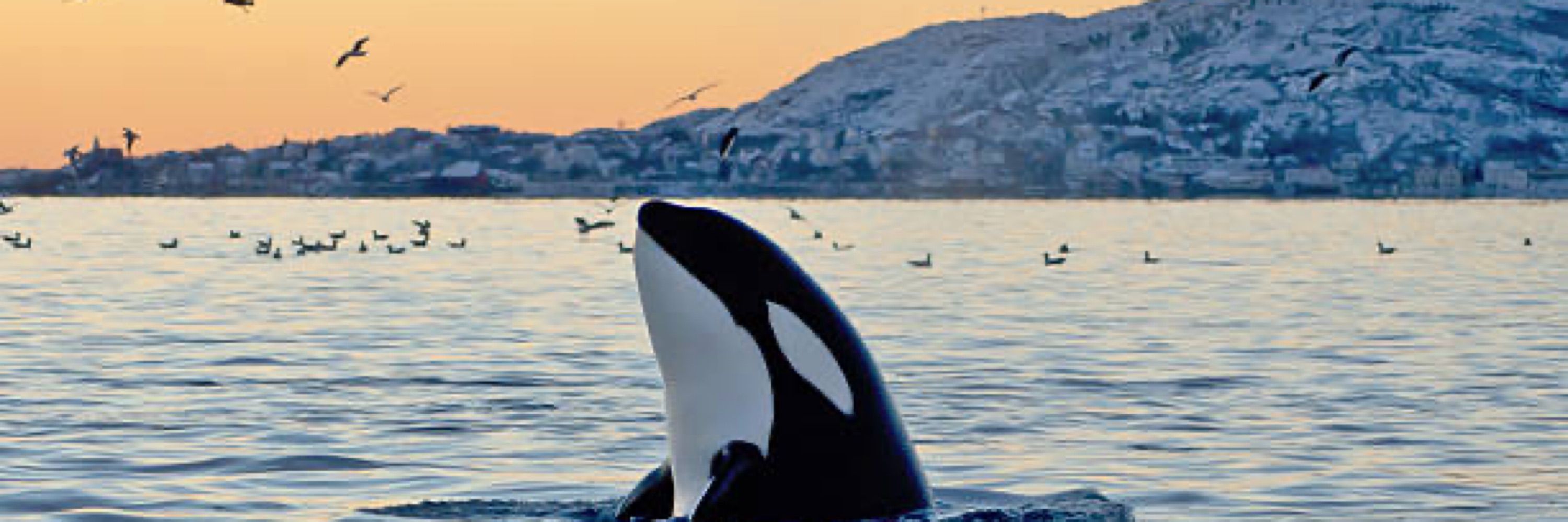 Whales for Windmills