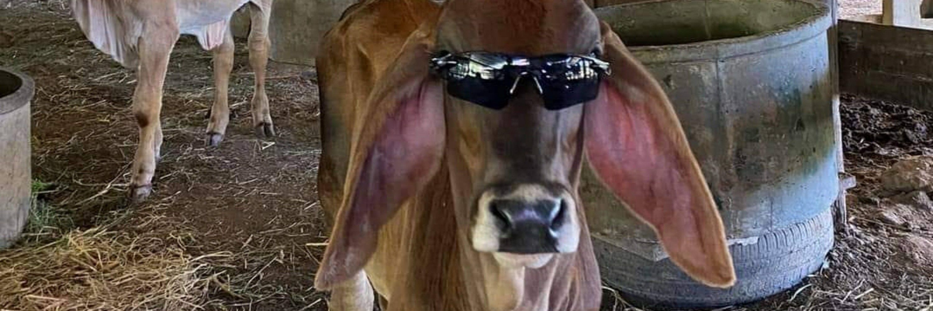 Letícia 😀👍