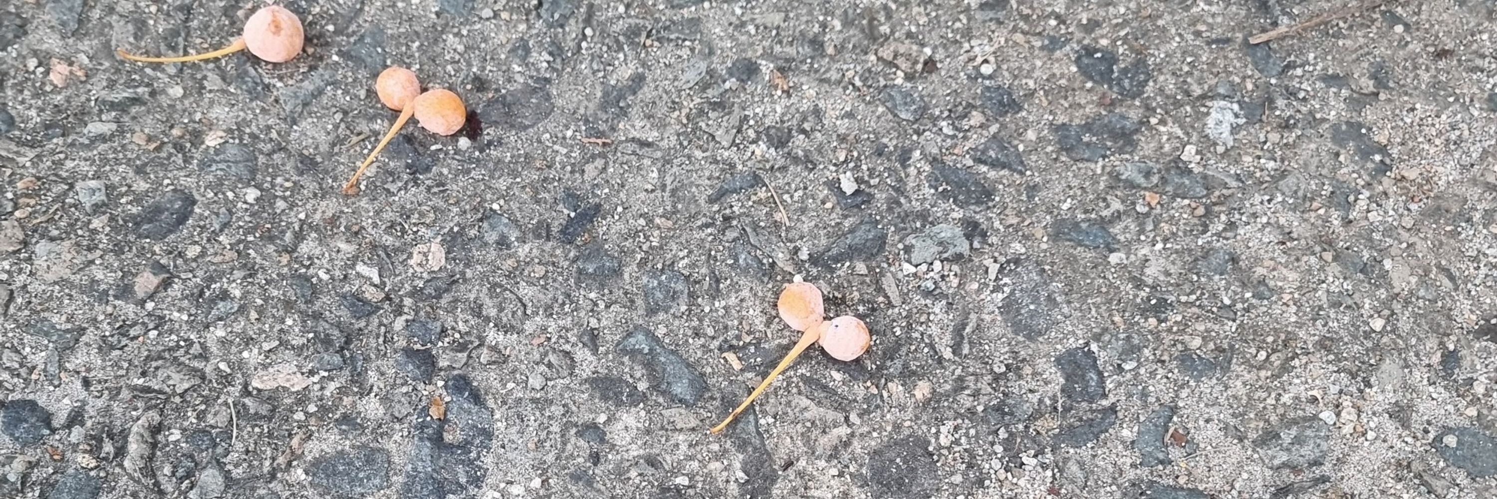 건전한 알알알밥