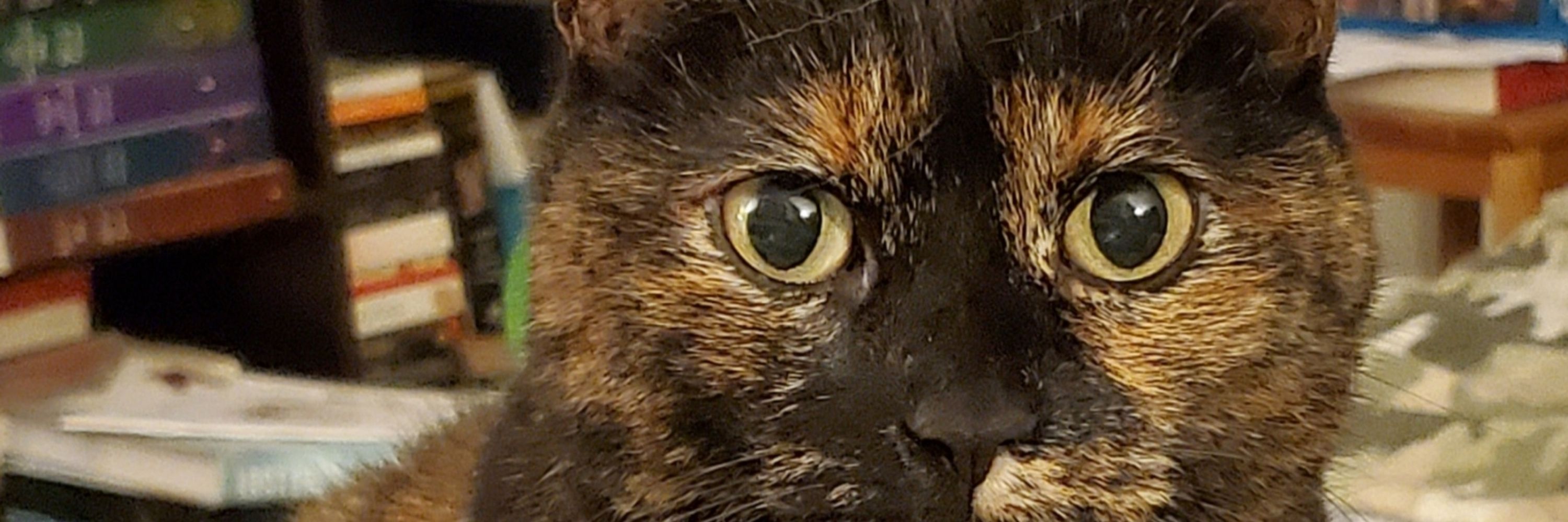 Jules & Lizzie the Tortie