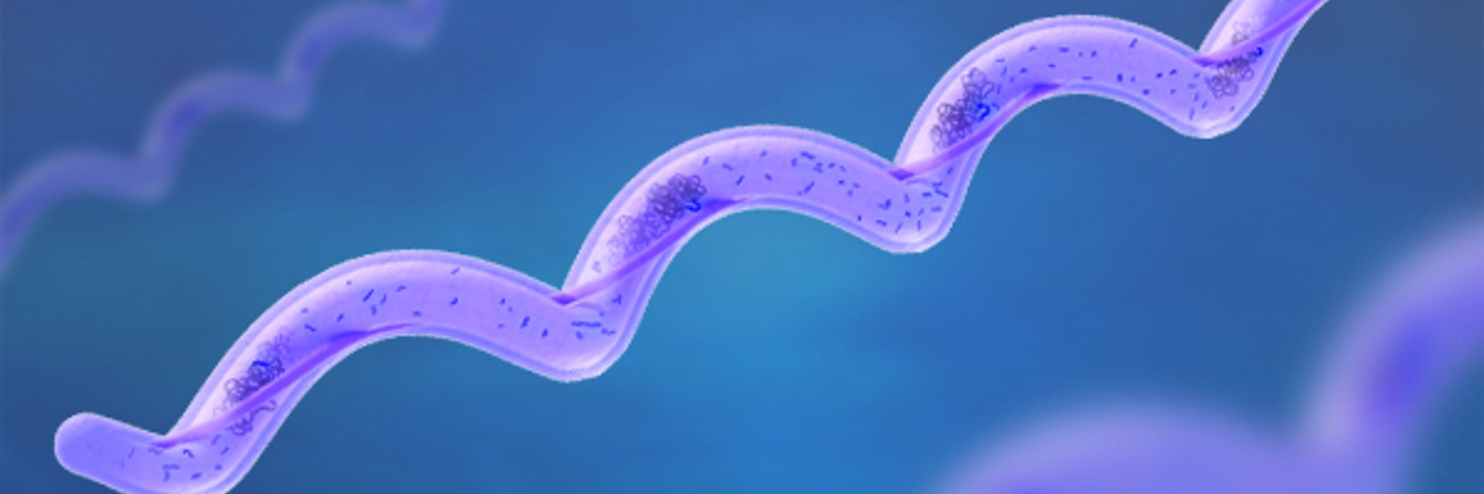 Adams Lab - Biology of Spirochetes
