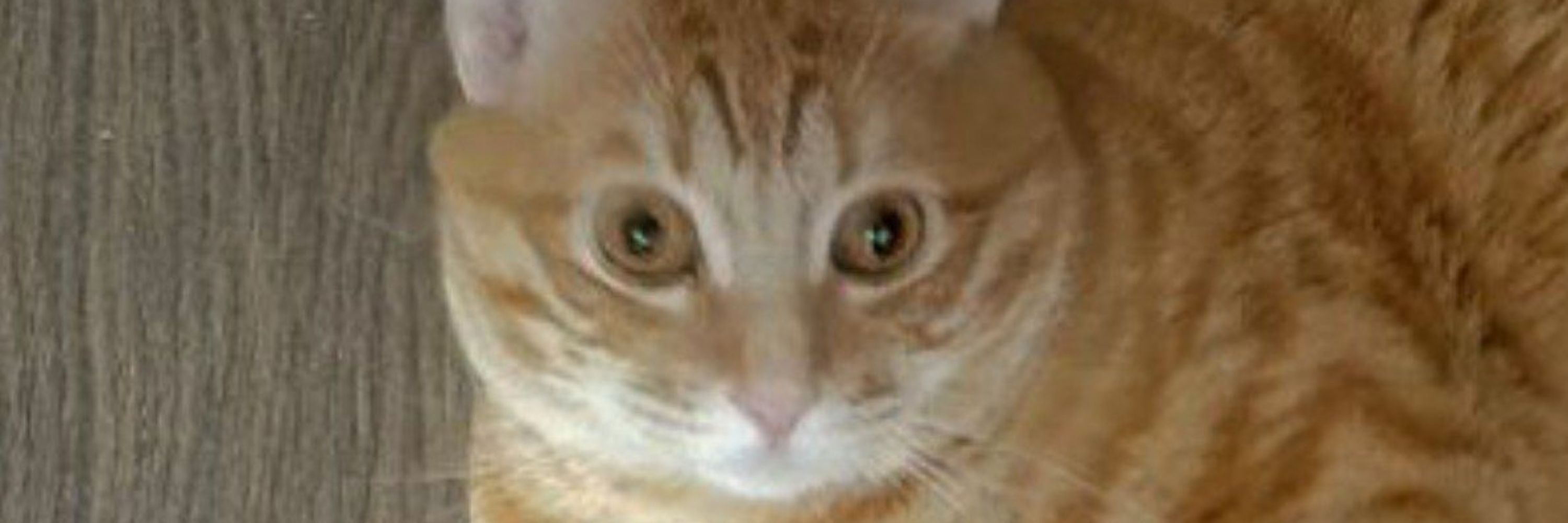 tibi