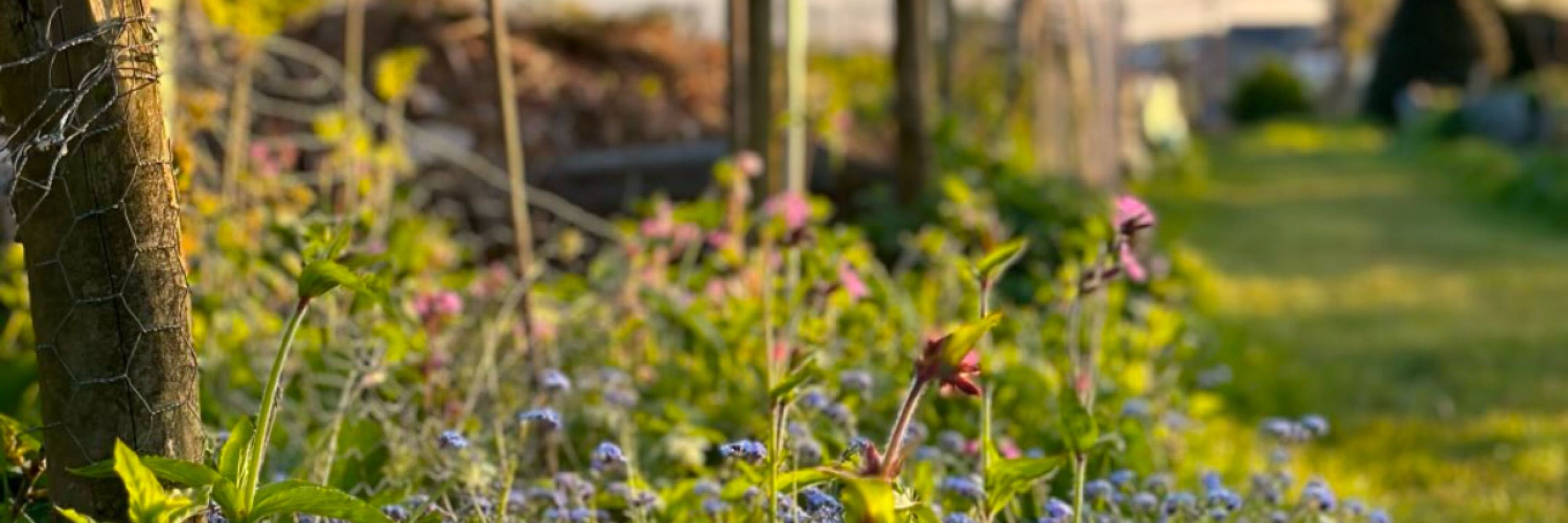 Hayley Webster | UK Gardener