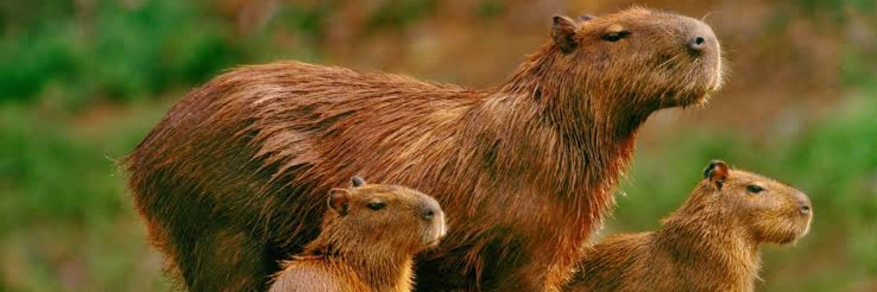 Capibara