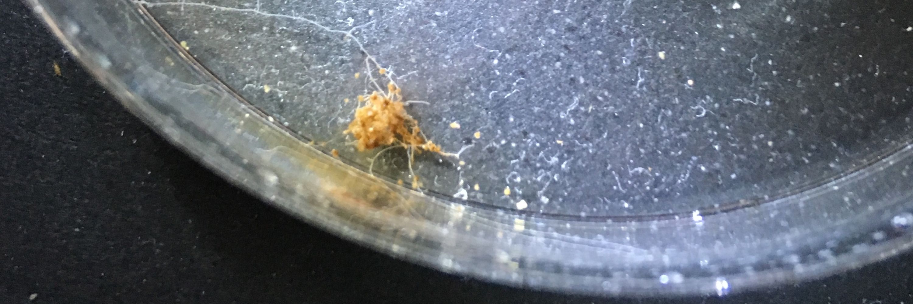 5月