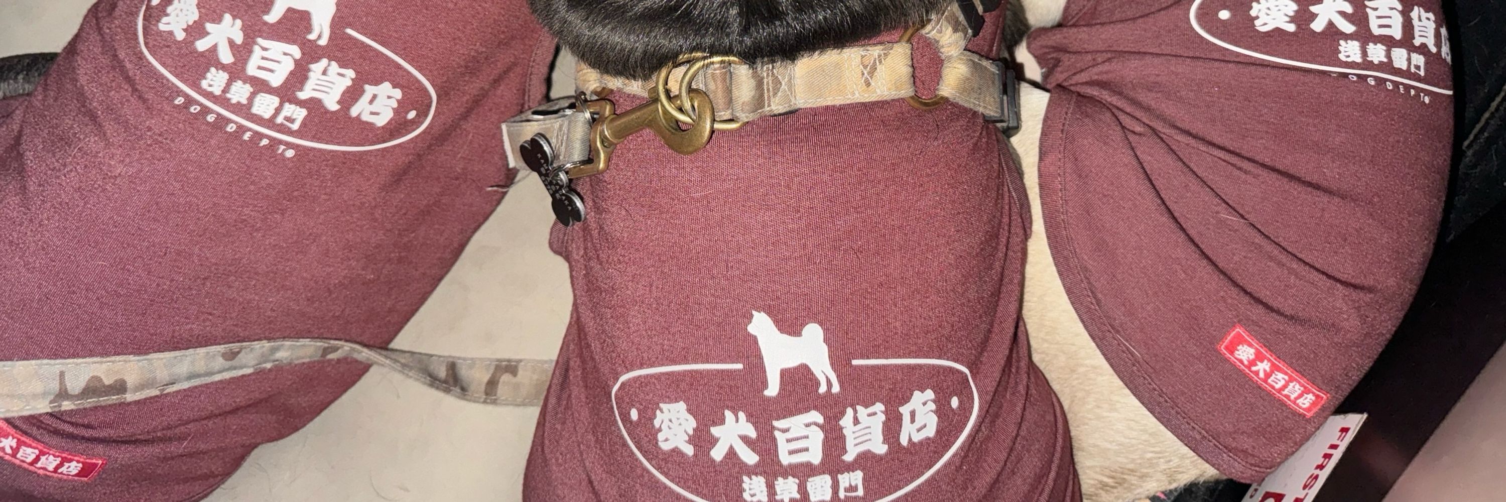 茶々。