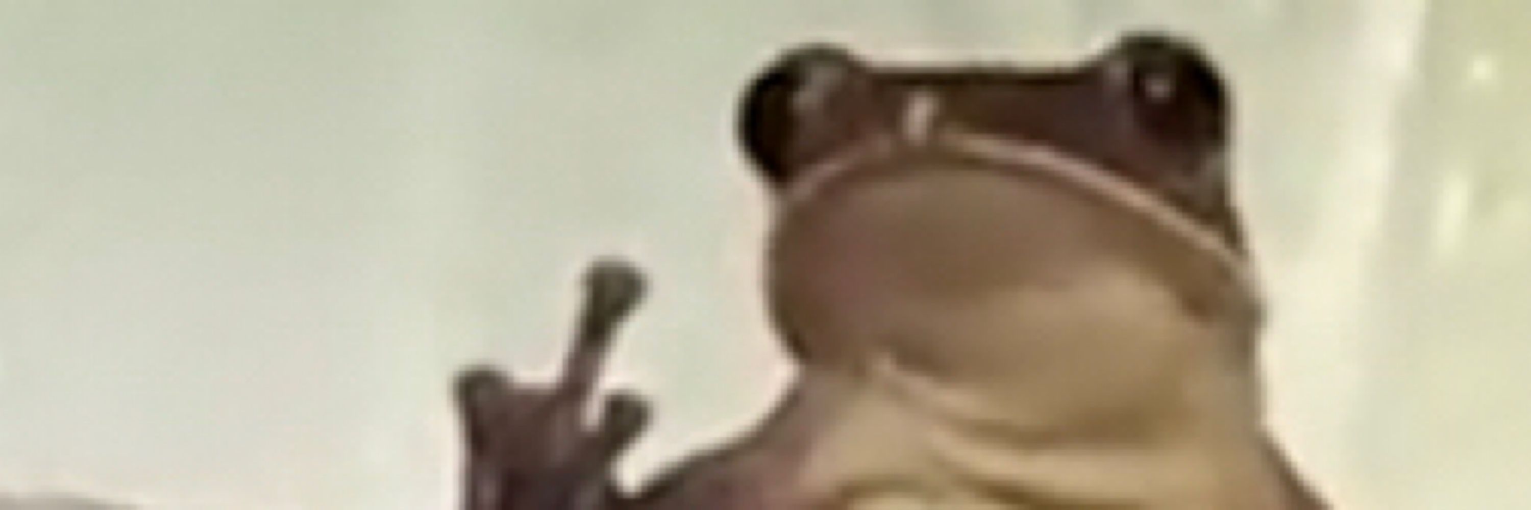 Frog 🐸