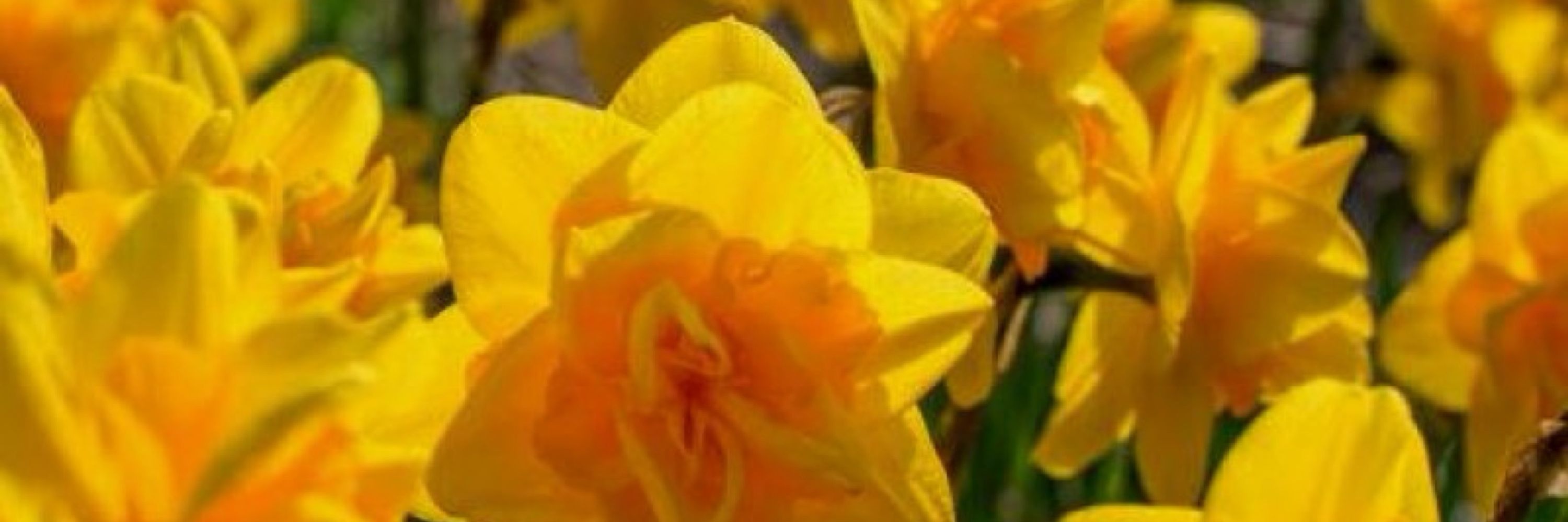 Daffy 🌼