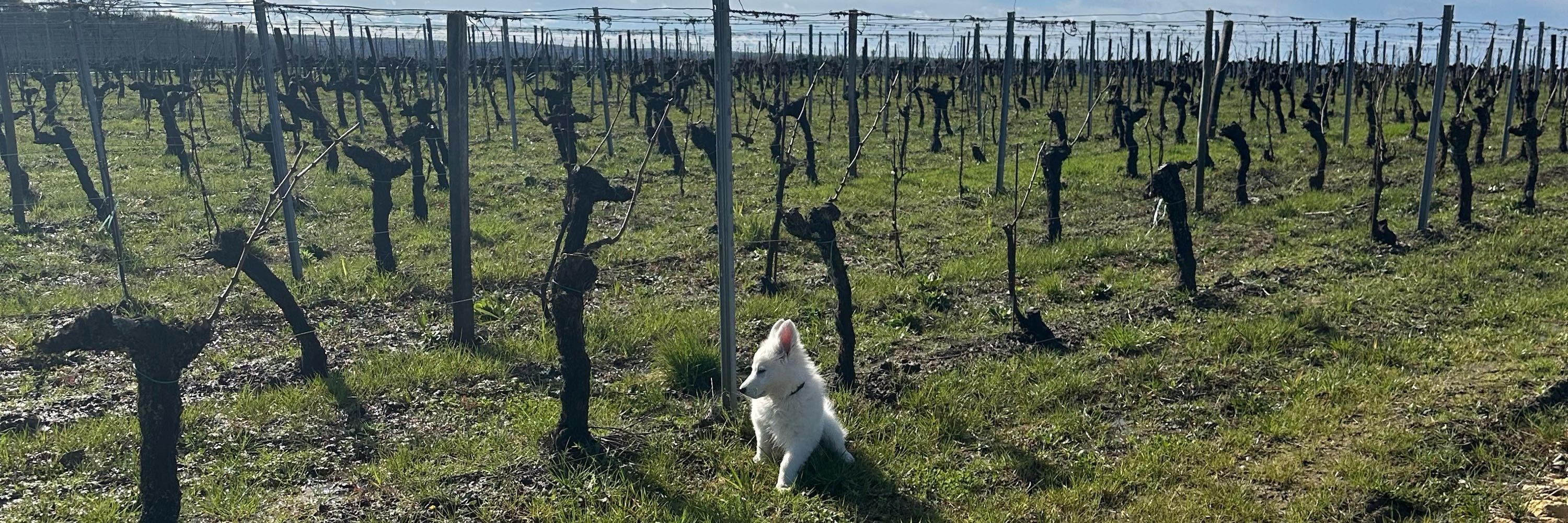 Vignobles Cardoso