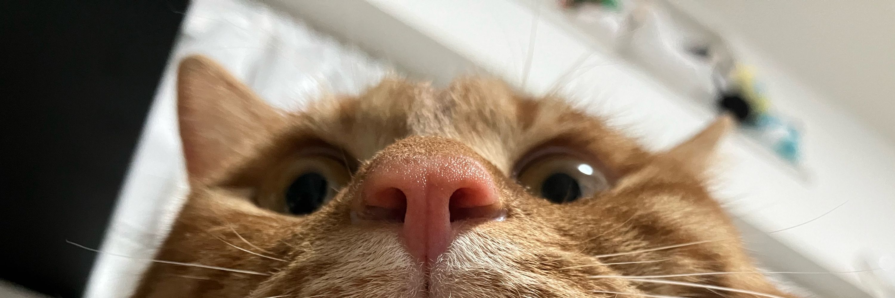 雪猫