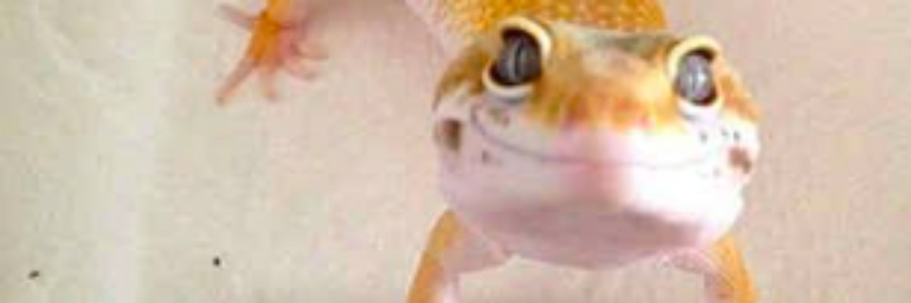 Red Lizard