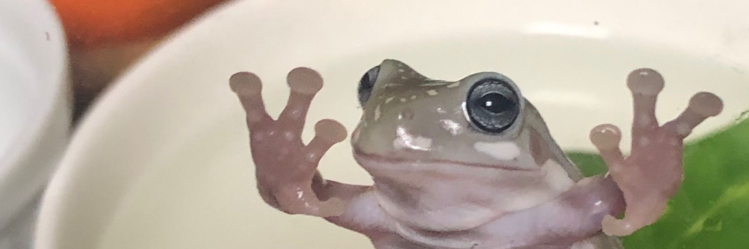 ビワの葉