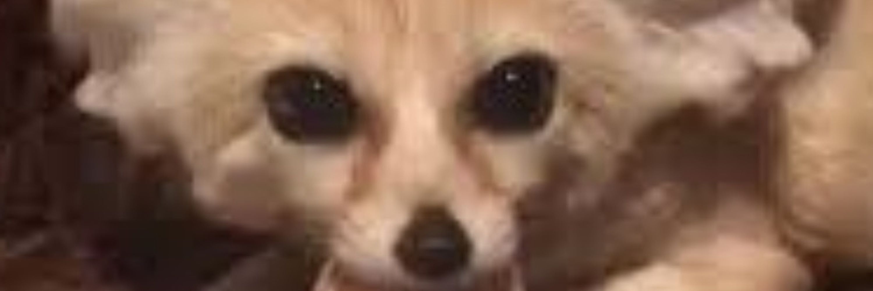 Fenn