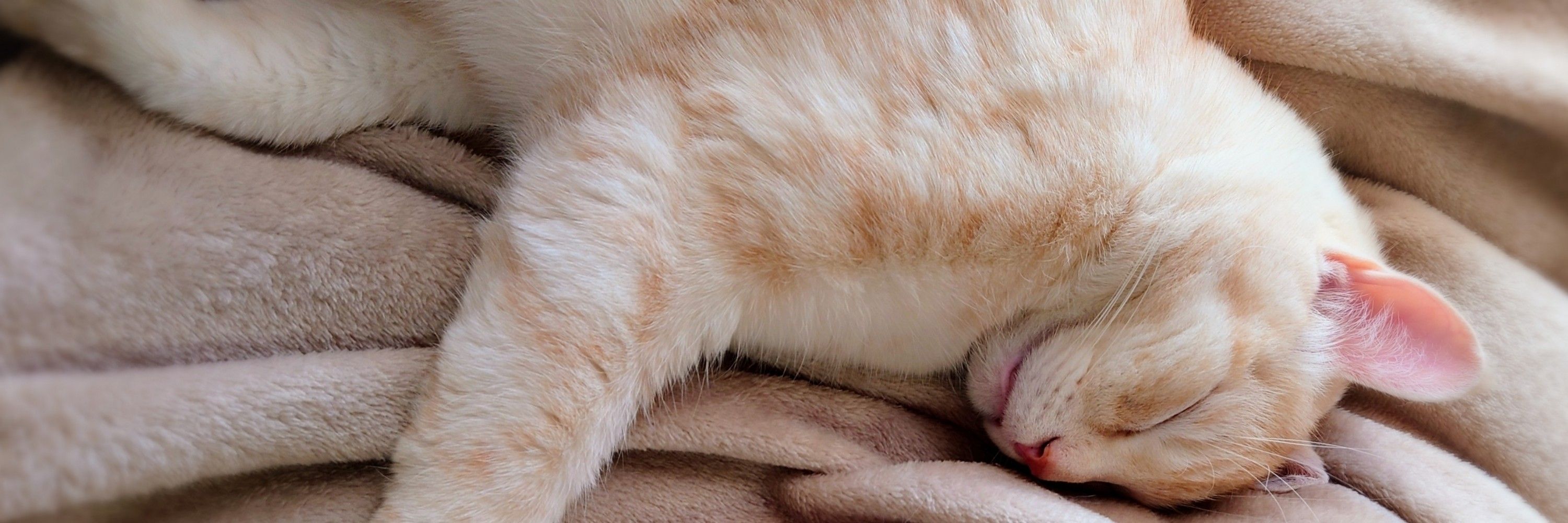 お猫様と一緒