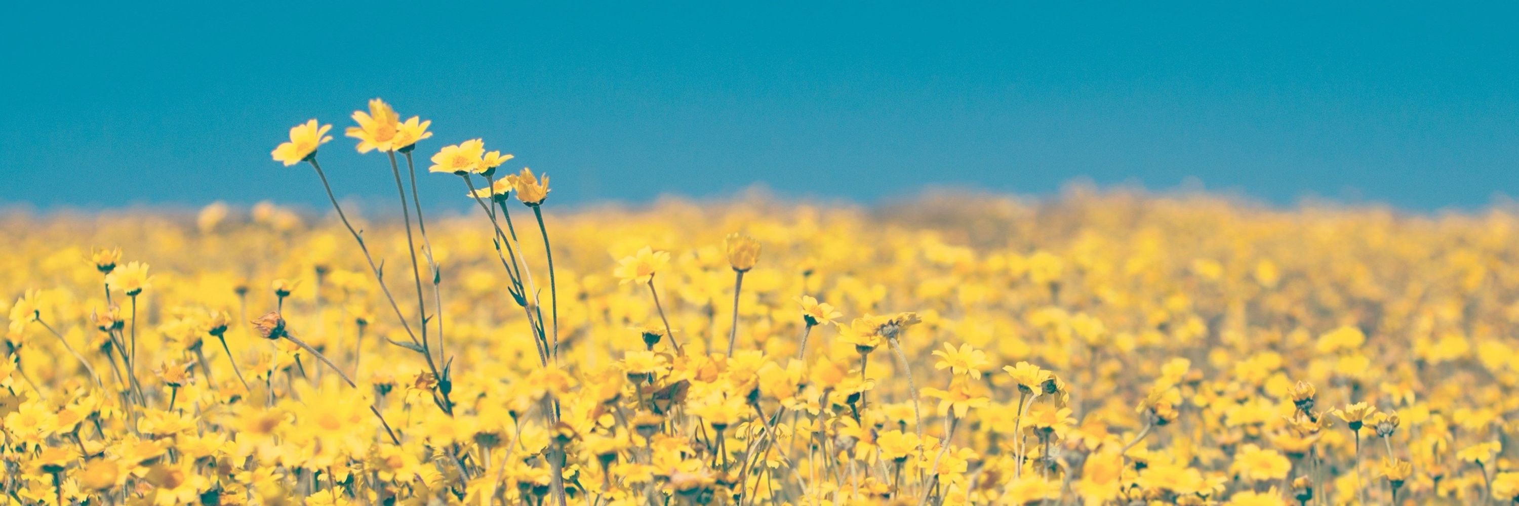 Buttercup Honeycutt