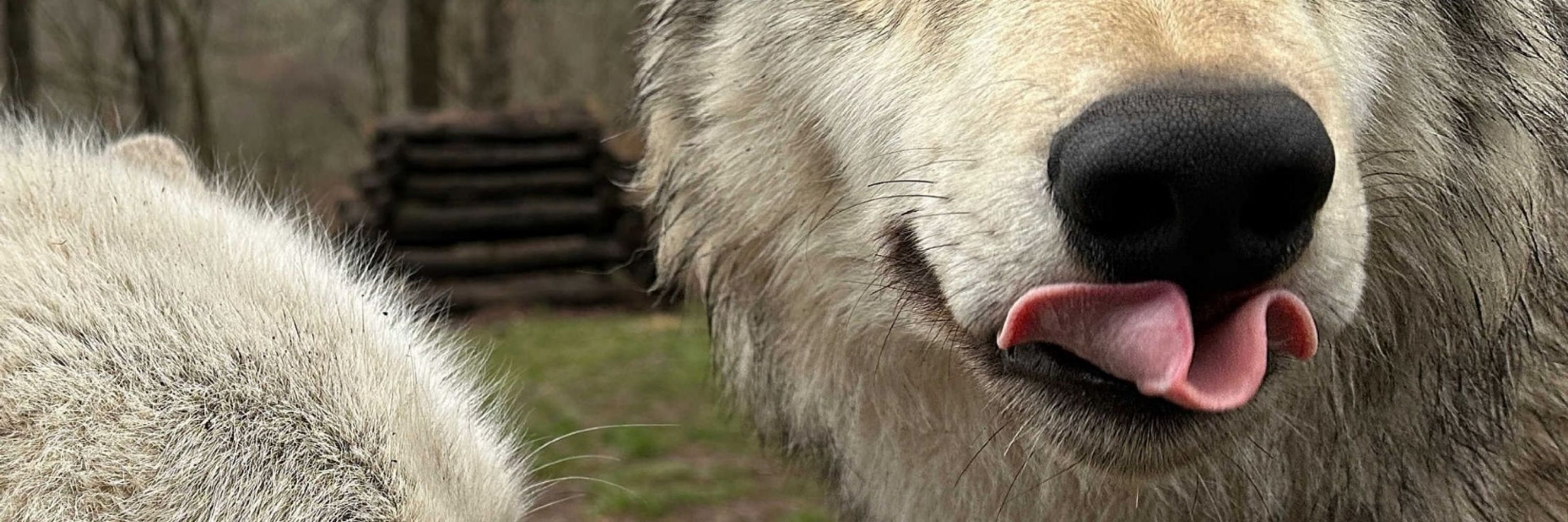 Zilch Woofs