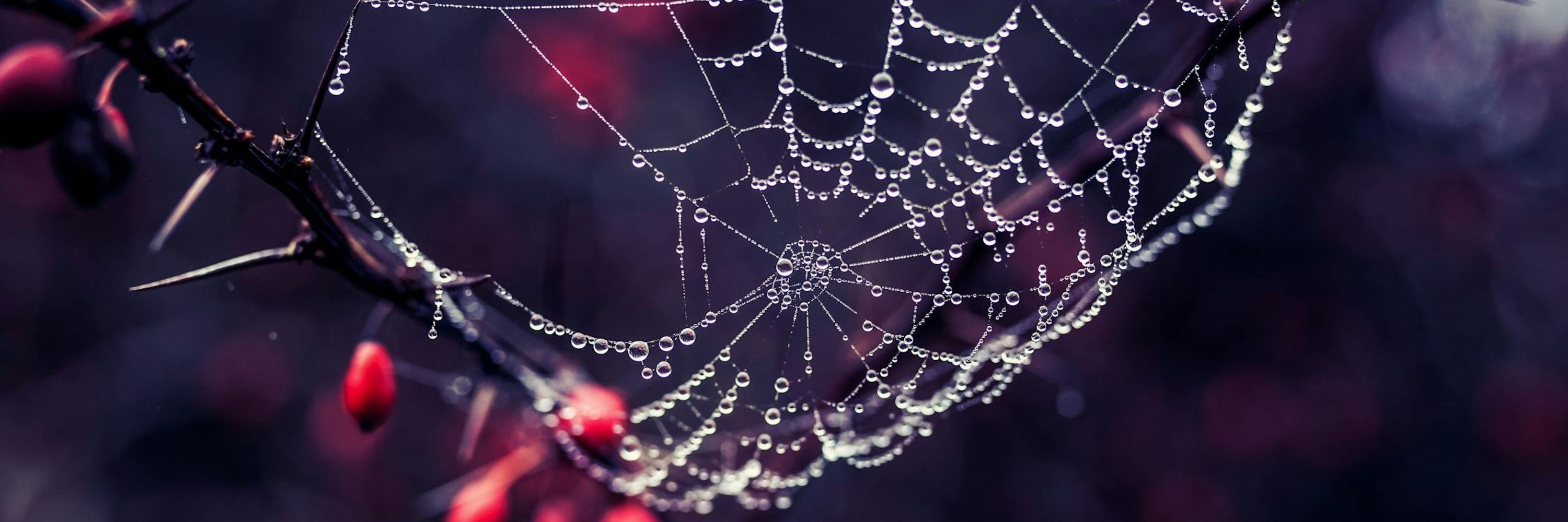 recluse