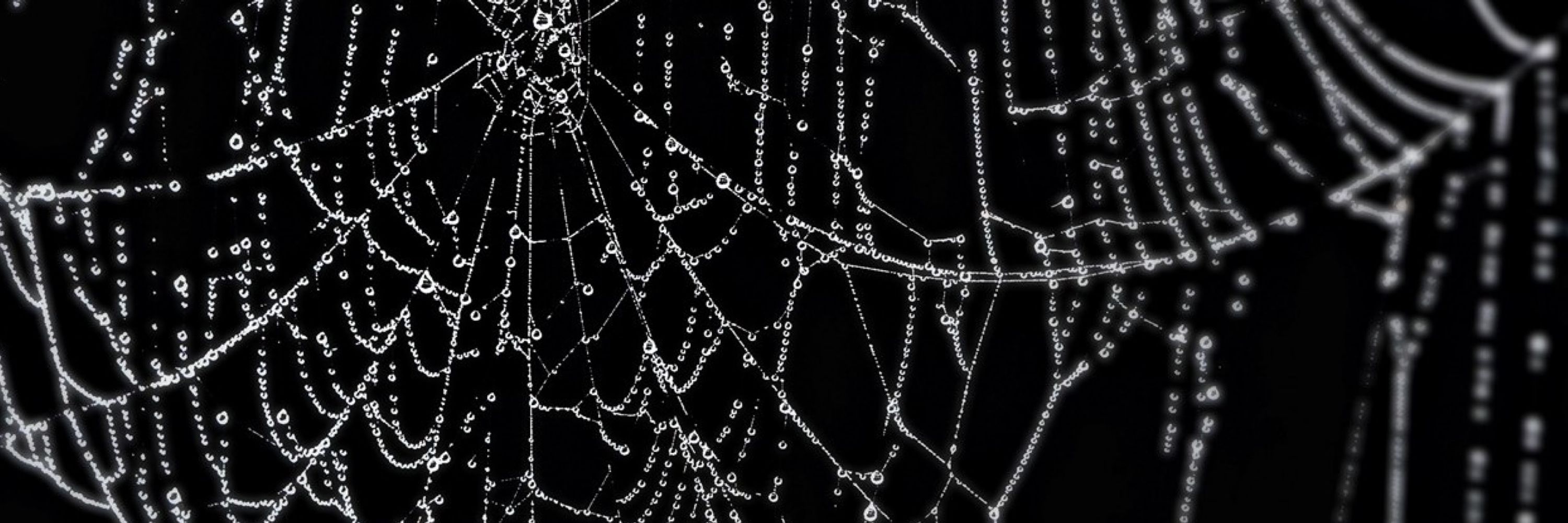 Skeleda 🕷️🕸️