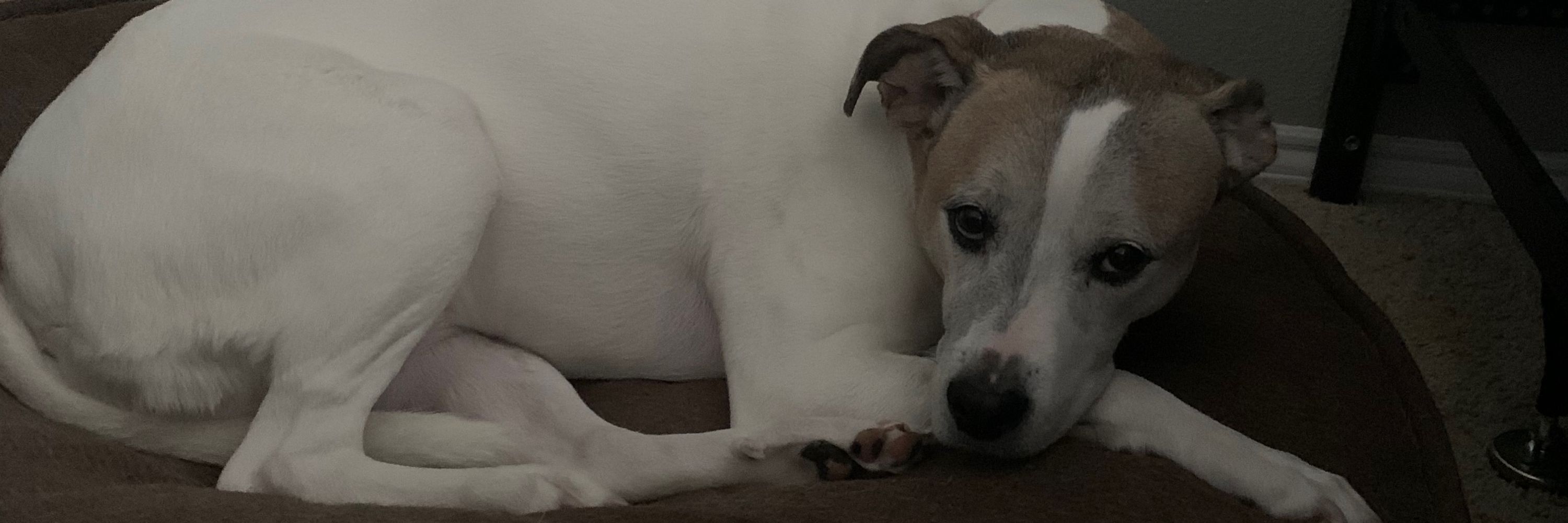 Loki