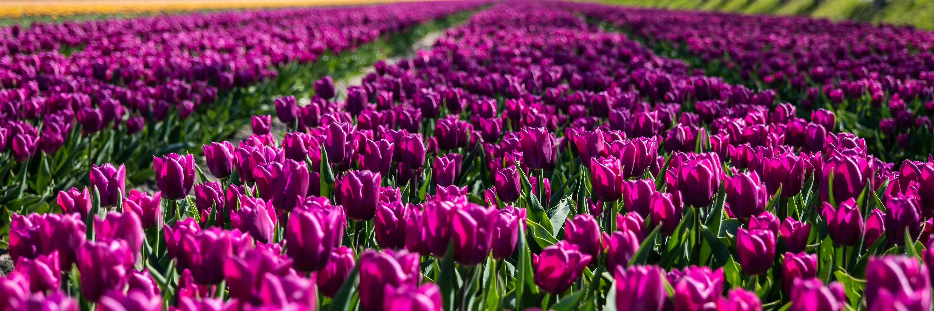 Gemeente Purmerend