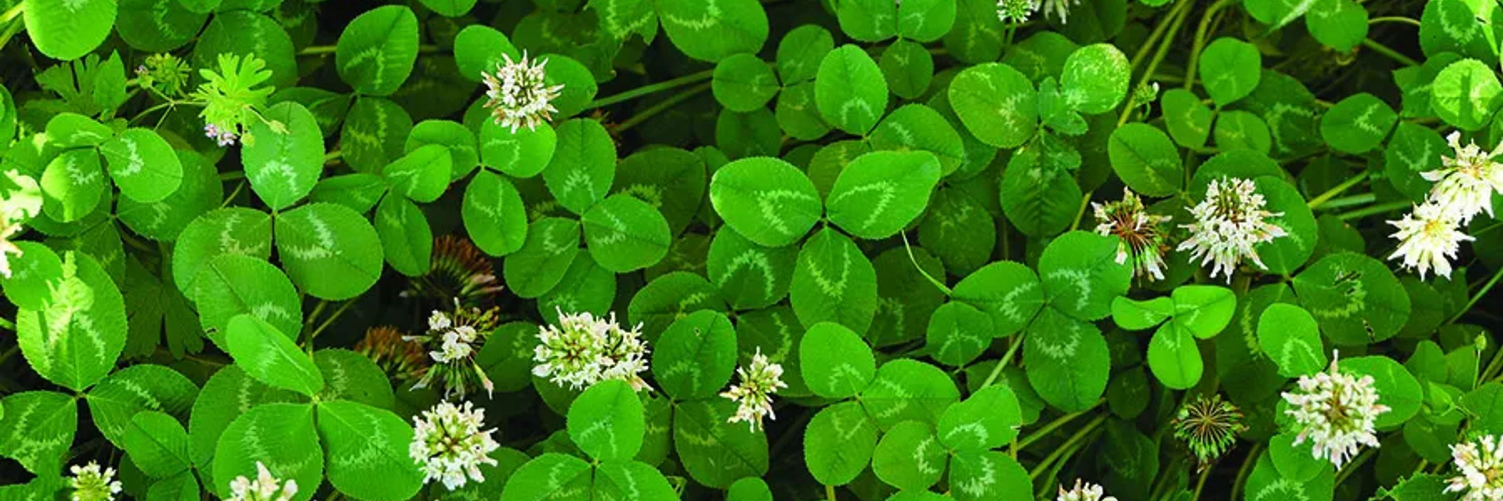 Clover 🍀