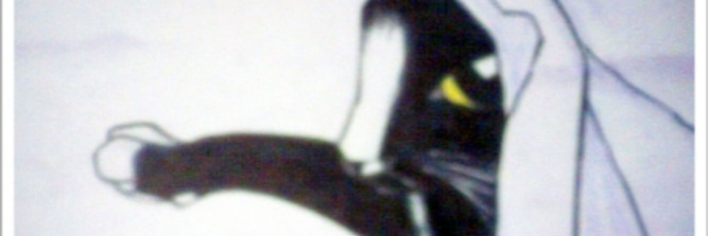 Cecil