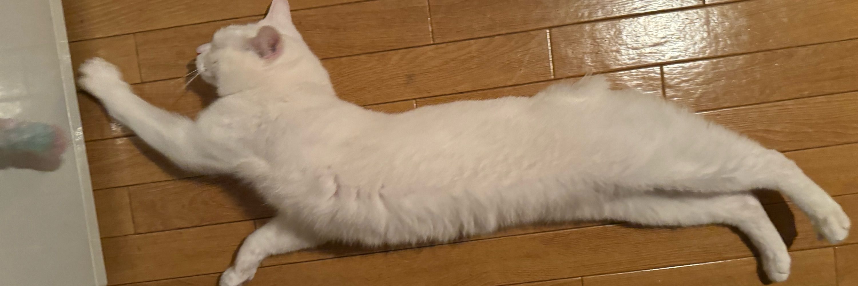 HAKU
