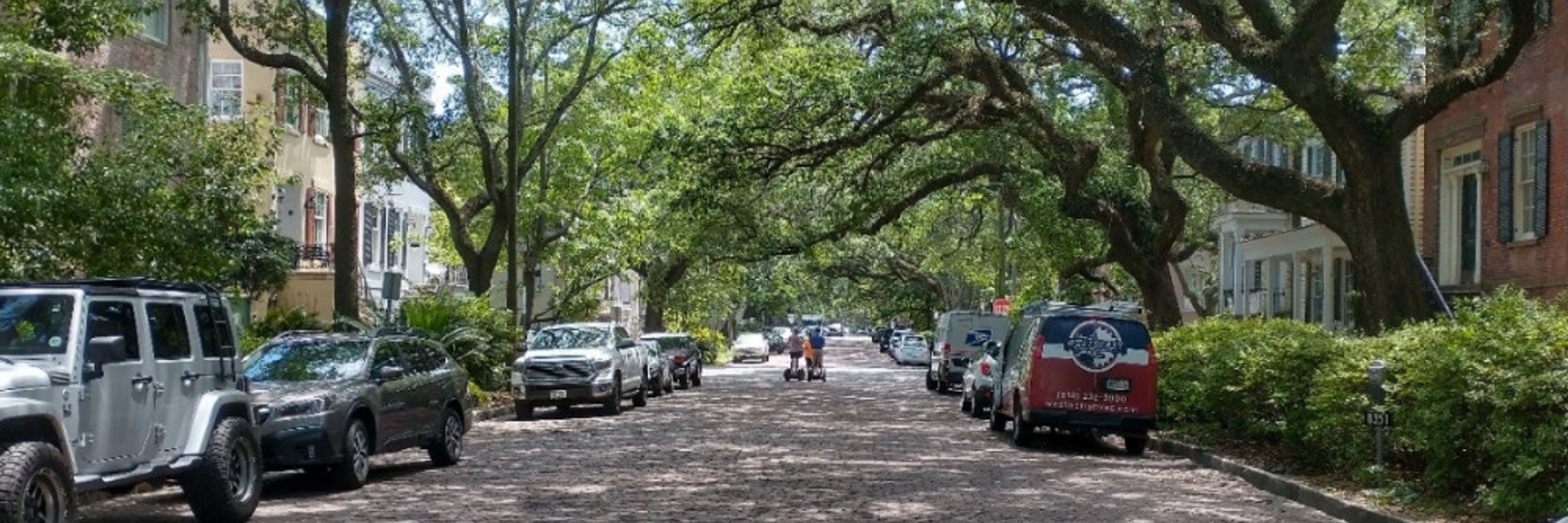 city trees