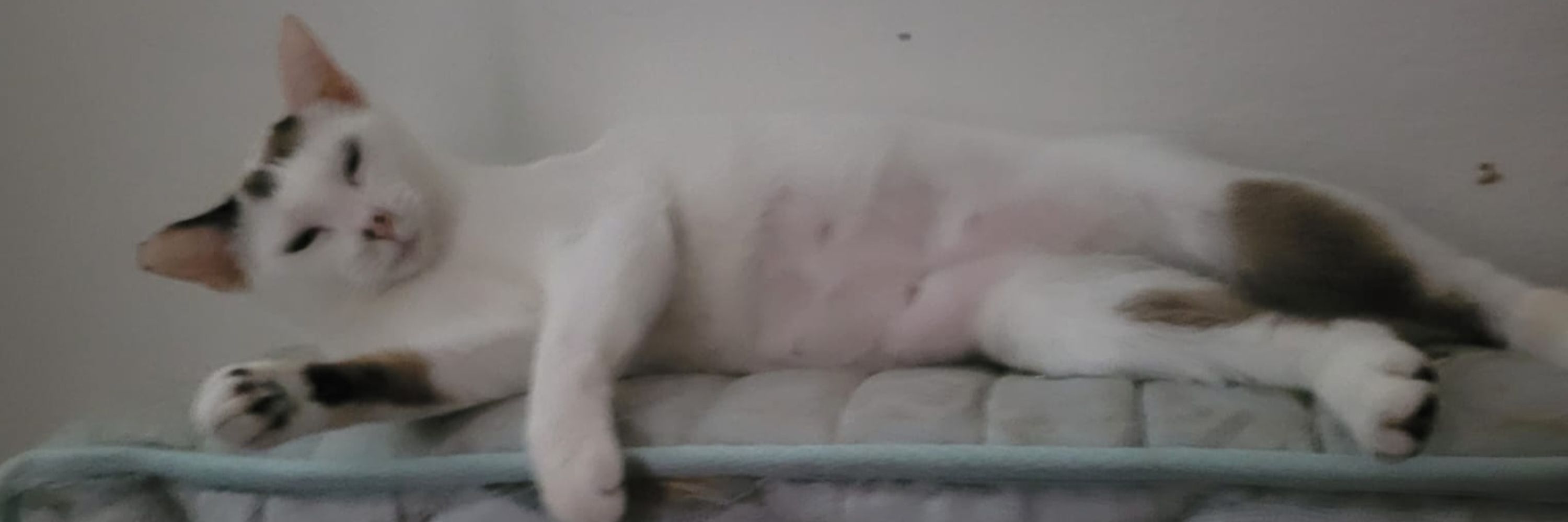 pitoca