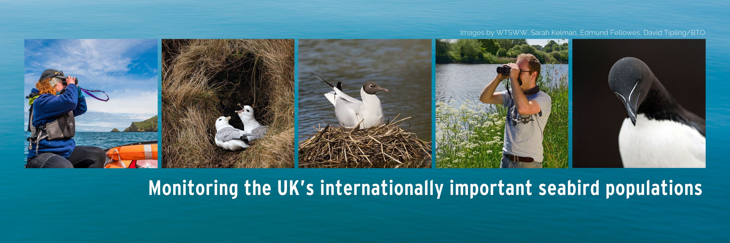 UK Seabird Monitoring Programme