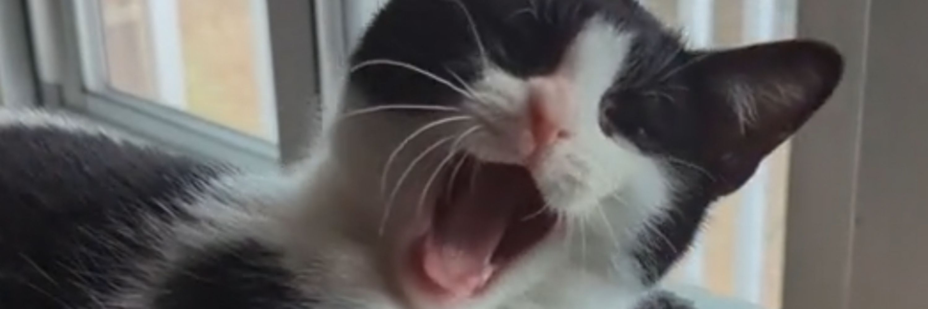 Moo_The_Tuexdo_Cat
