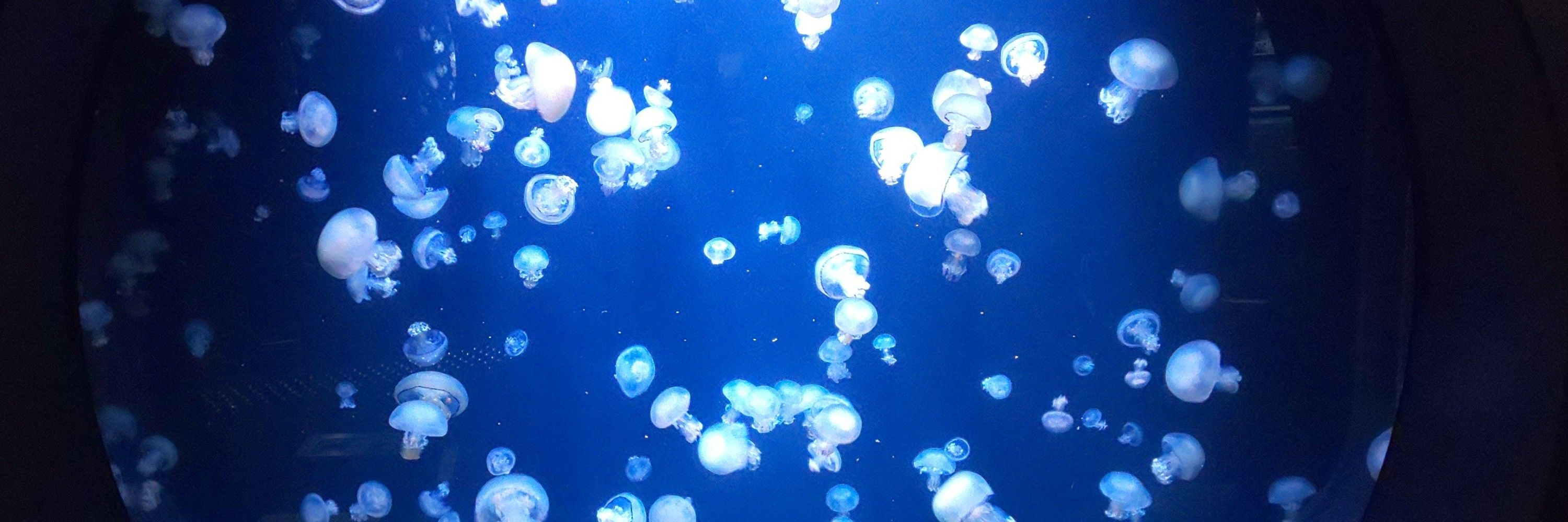 そこら辺の眼鏡
