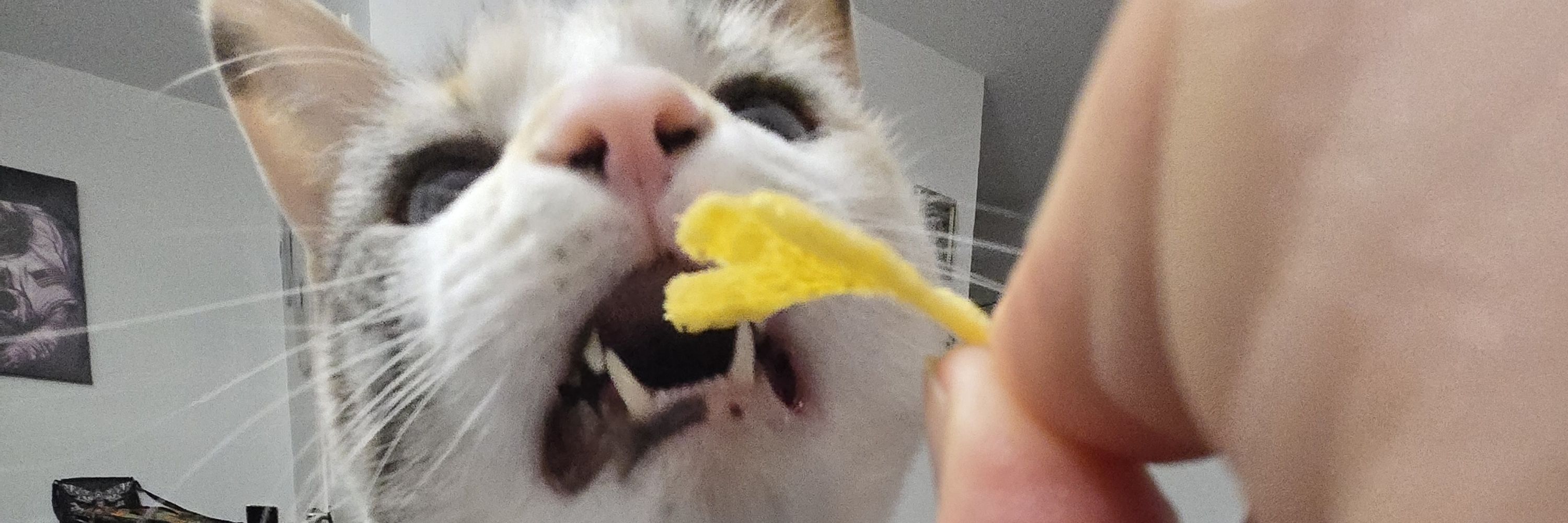 jackolas