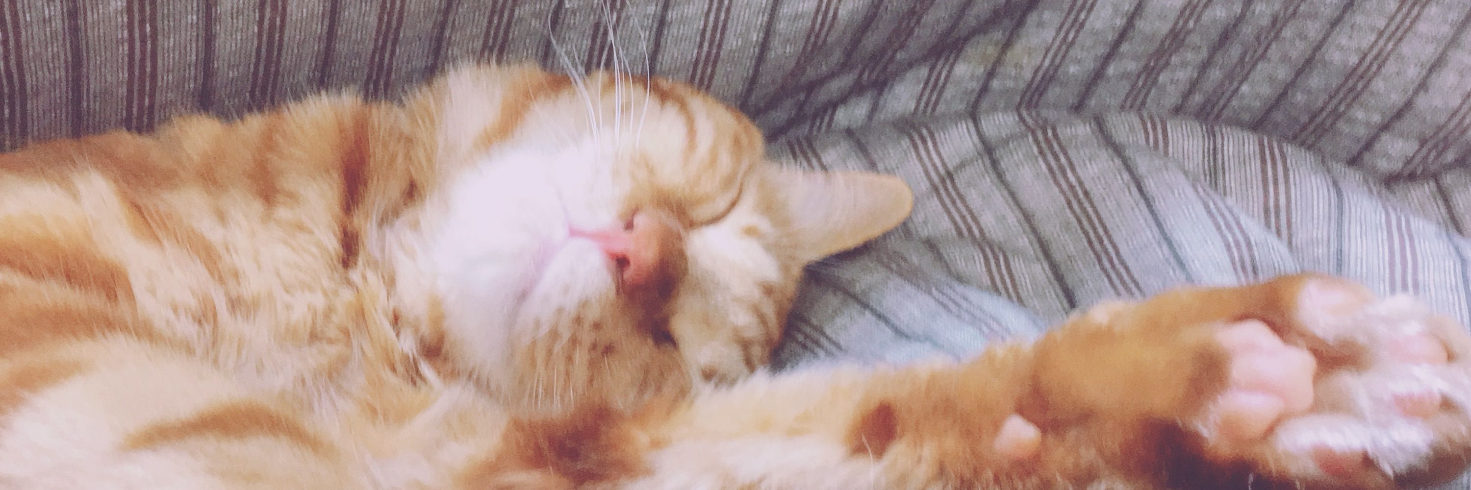 茶色いねこ