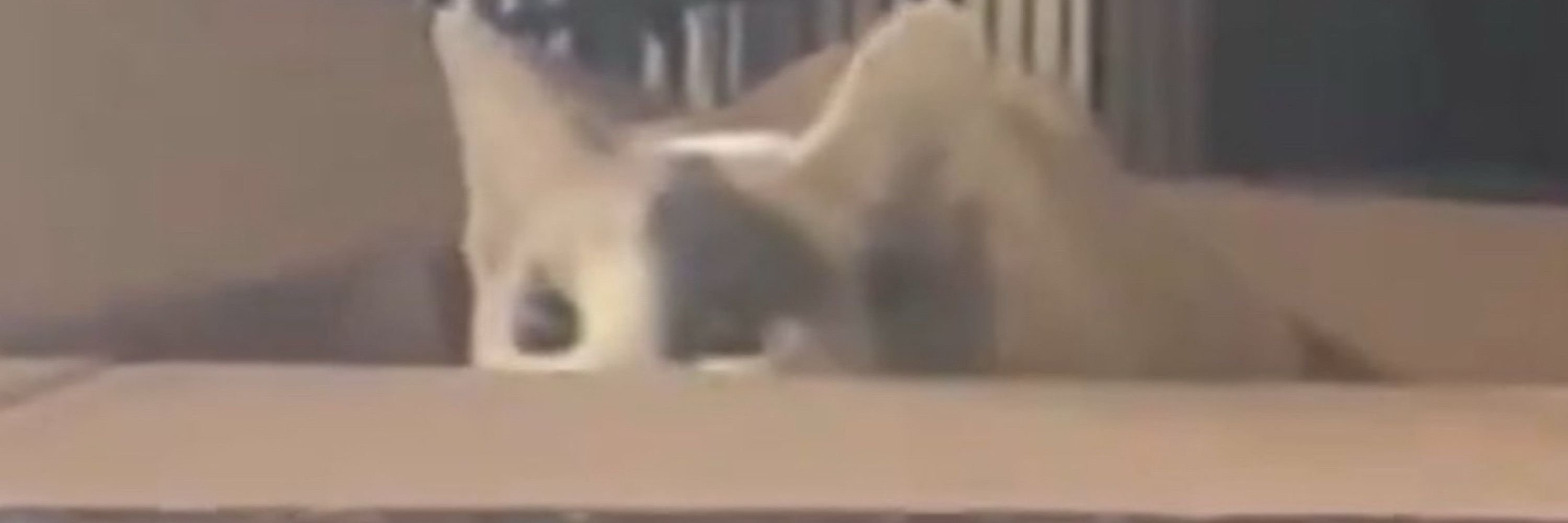 puppyarc