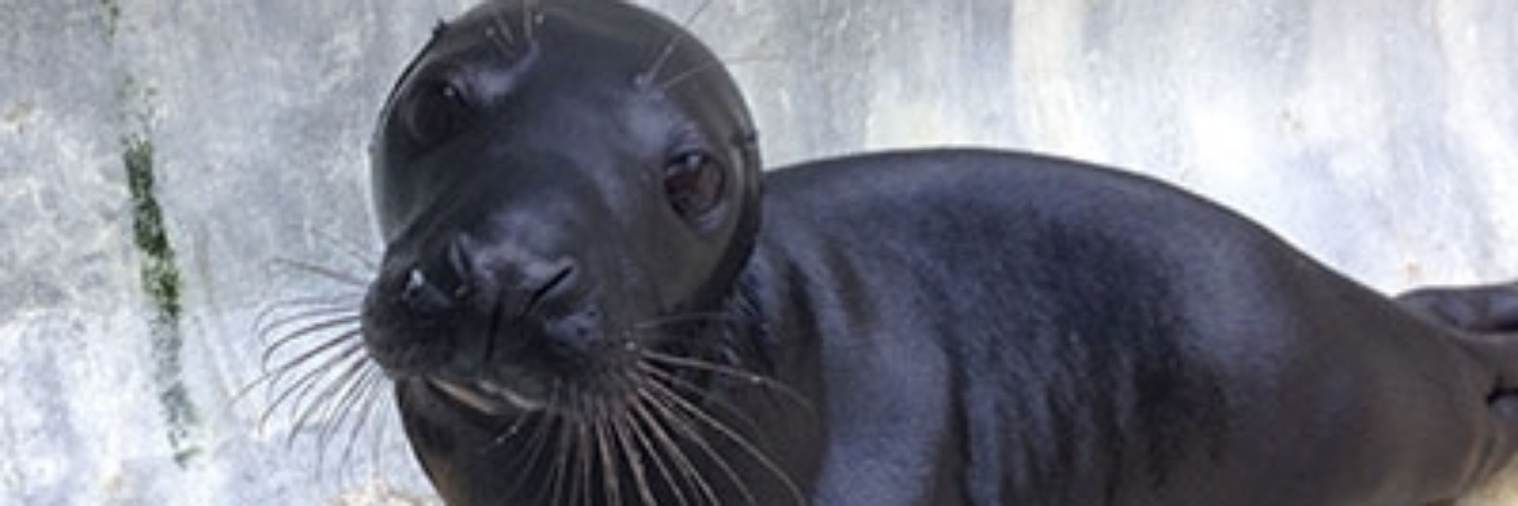 xarkies 🦭 (sealposting)