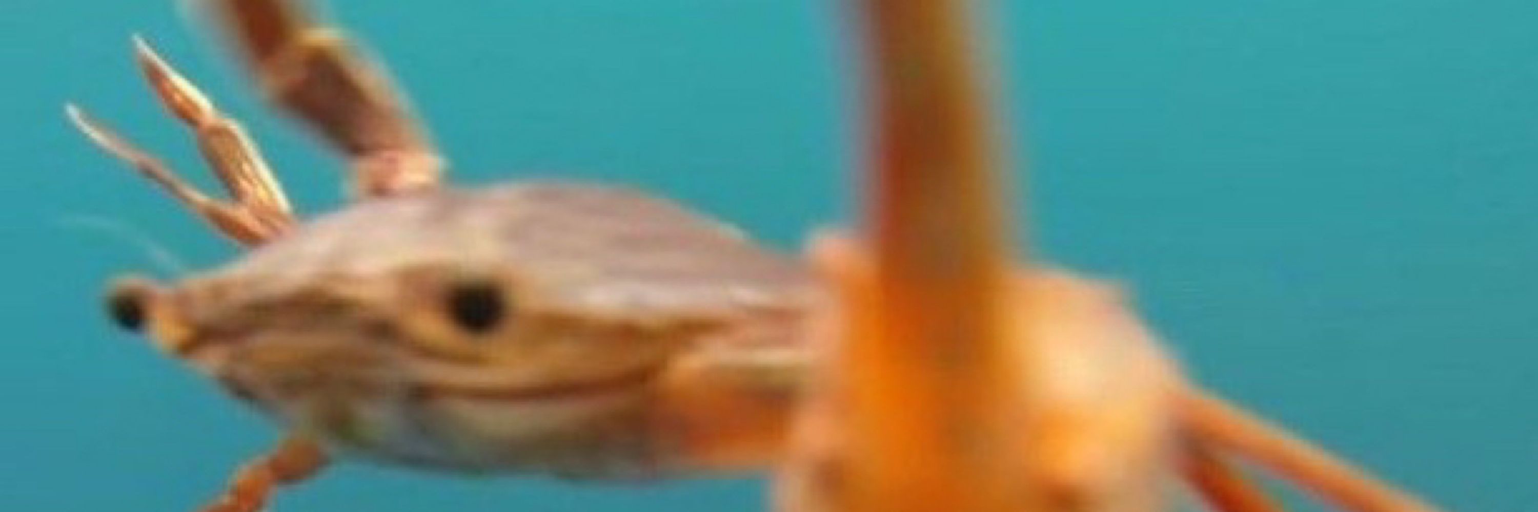 Spino Dino