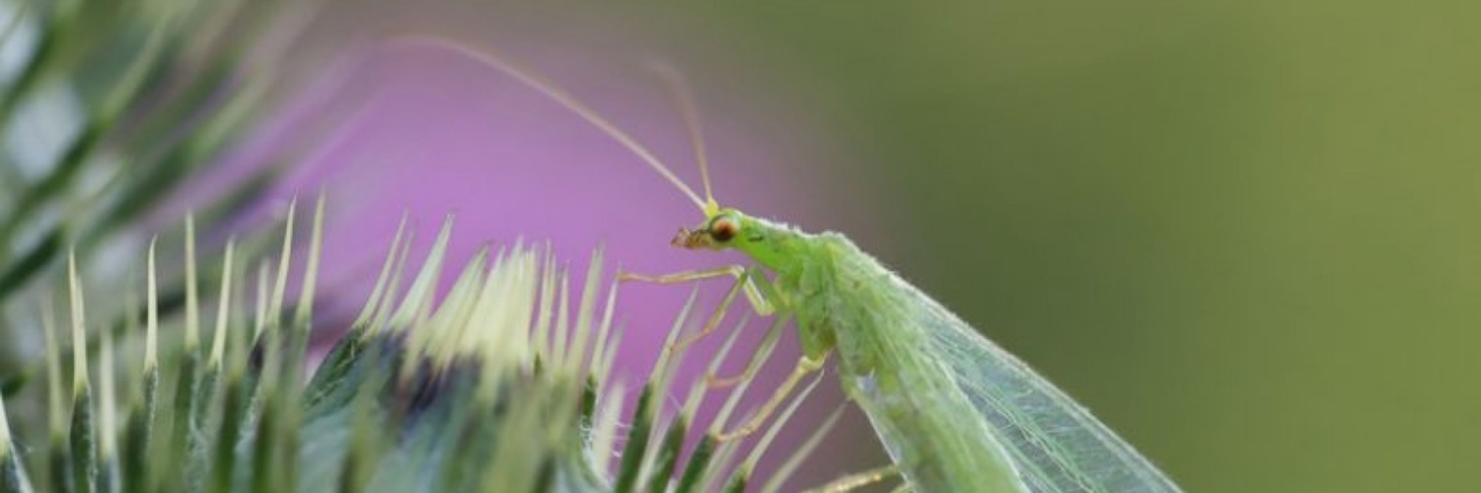 Pilibug