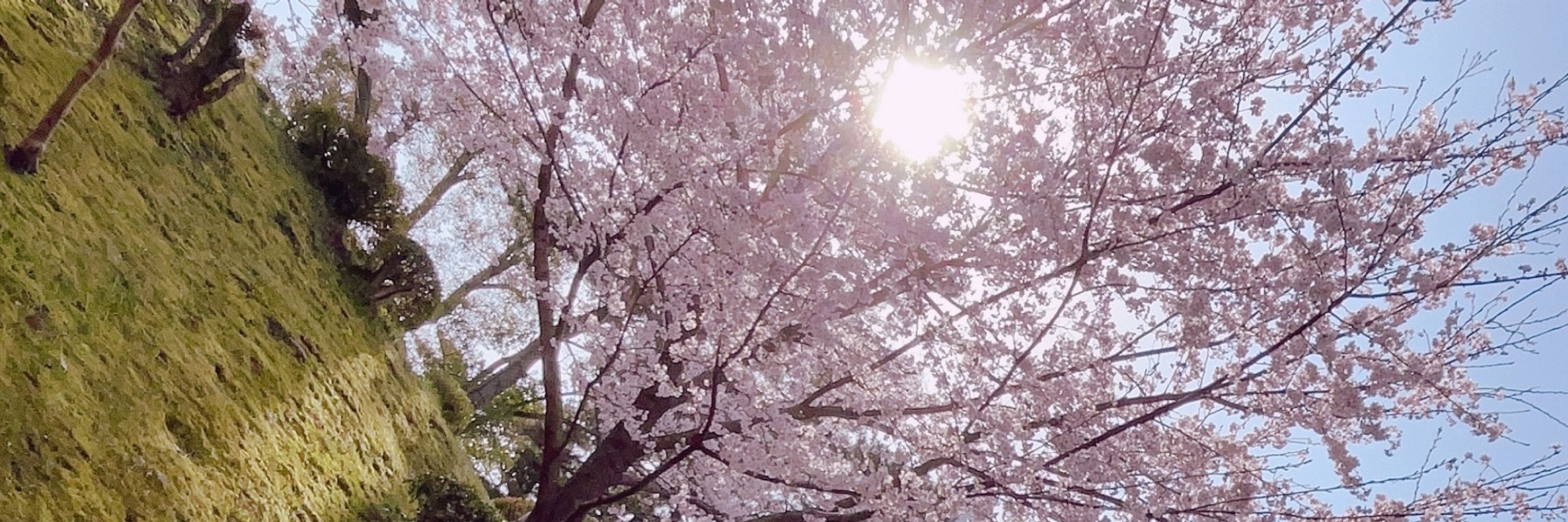 桜城 瑠朱