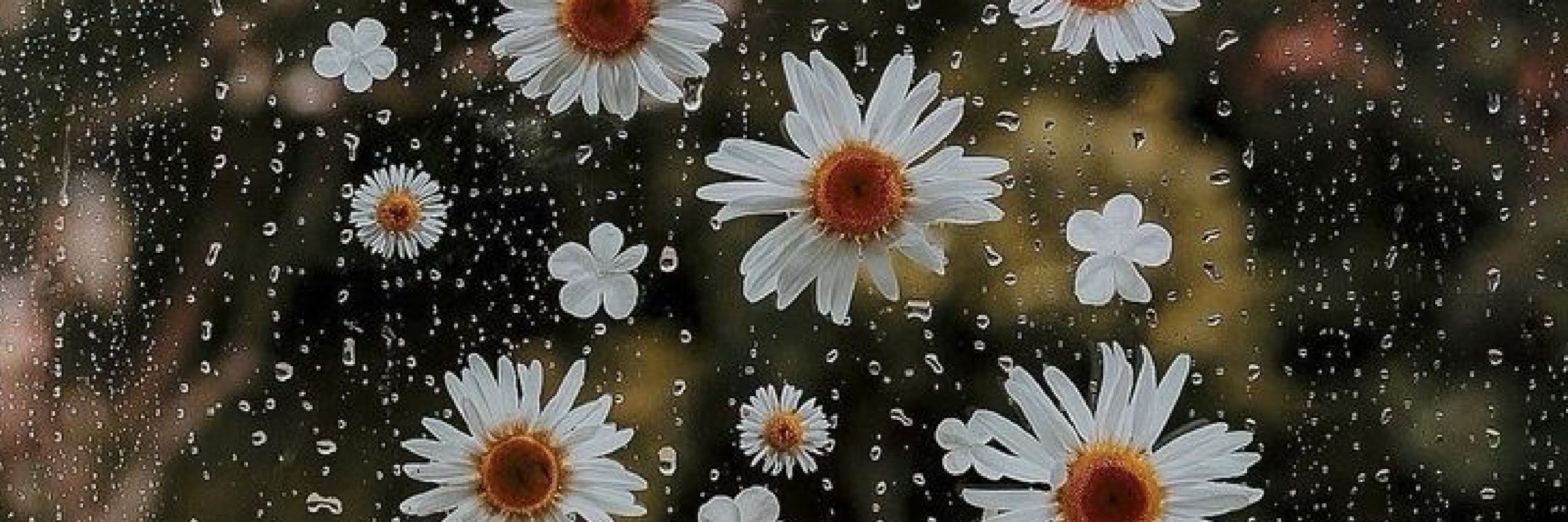 anne banks