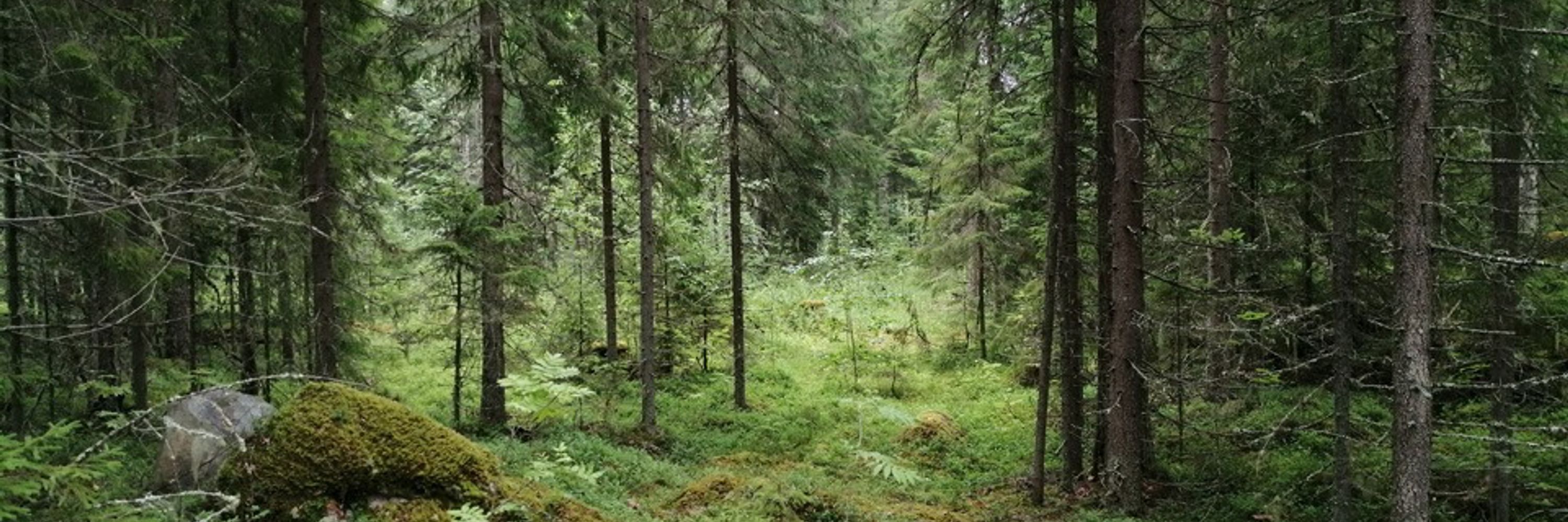 Tatu Vuolteenaho