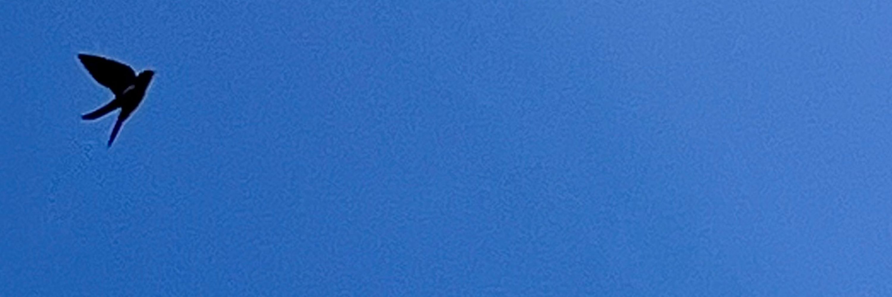 DKklima/ Greensky / Climate / Planetary Denmark /