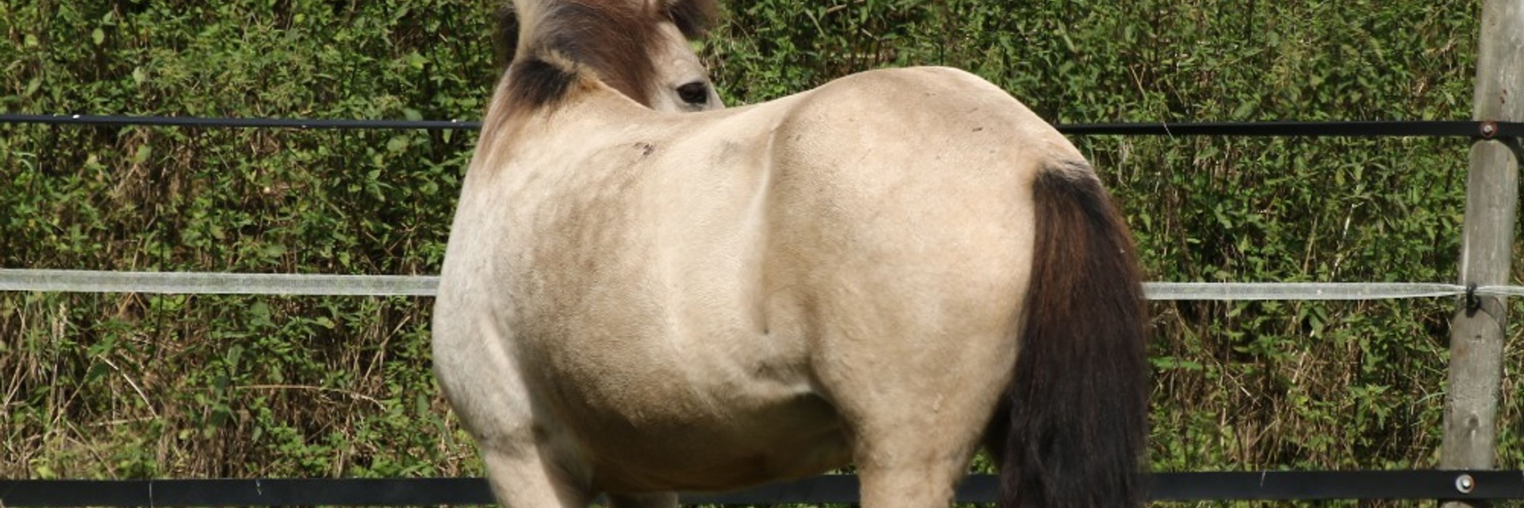 Hofpony 