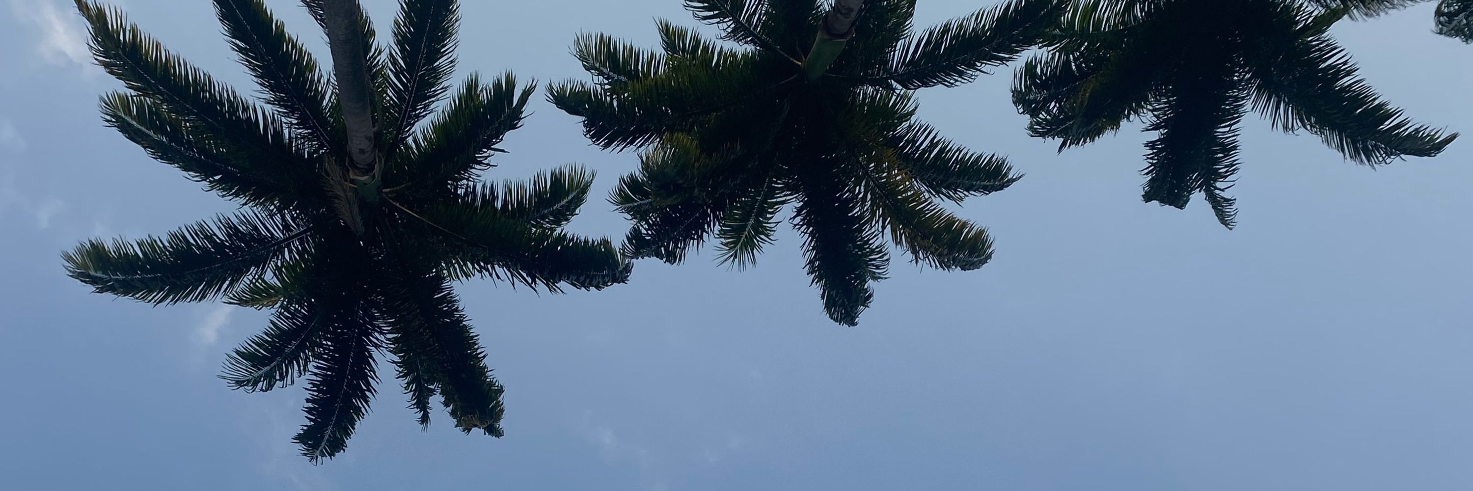 Bora neguinha tomar chá de hibisco 