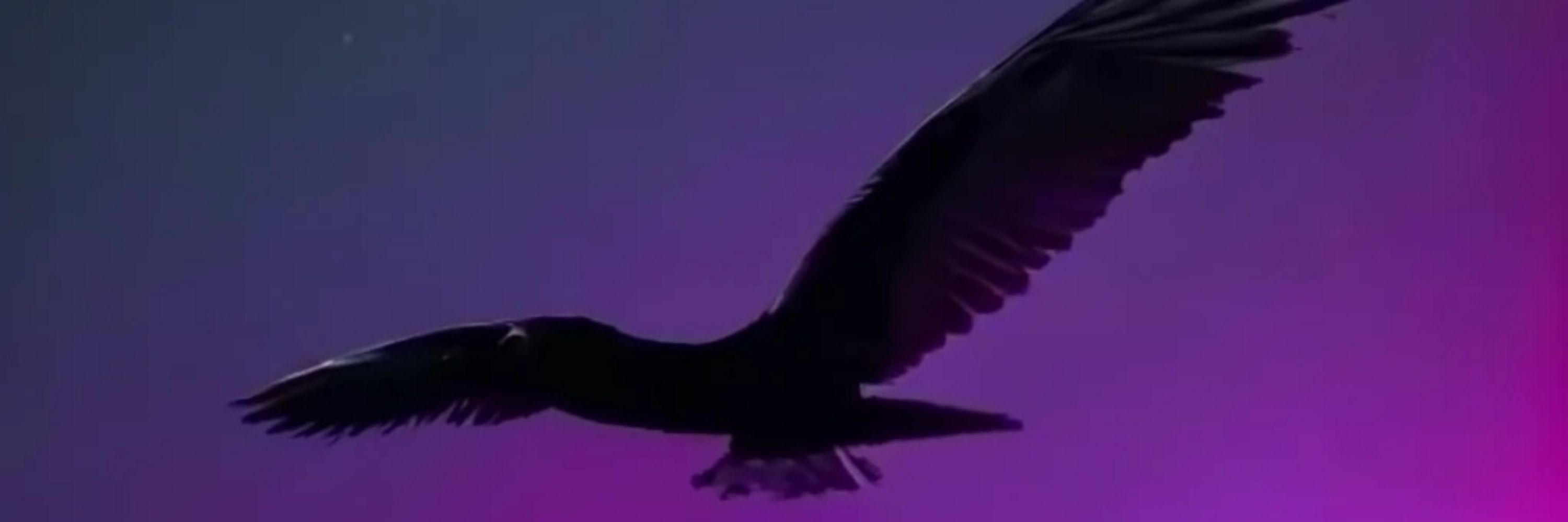 Crow Daddy Vi