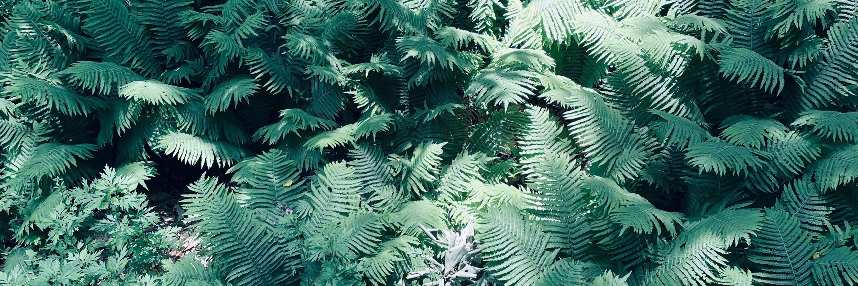 green can be everything
