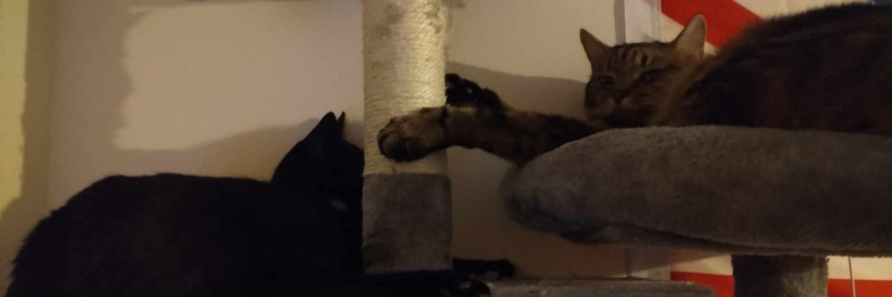 Kat