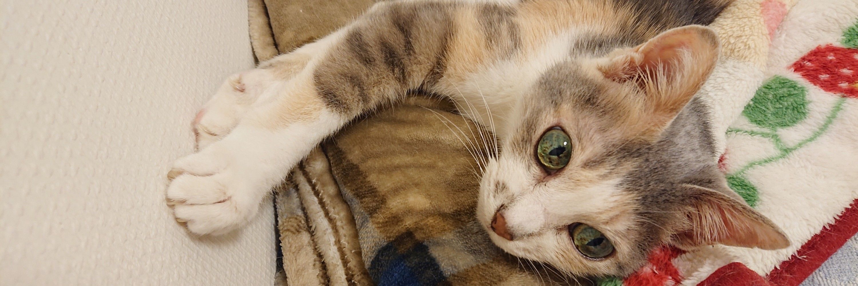 ふくねこ🌼